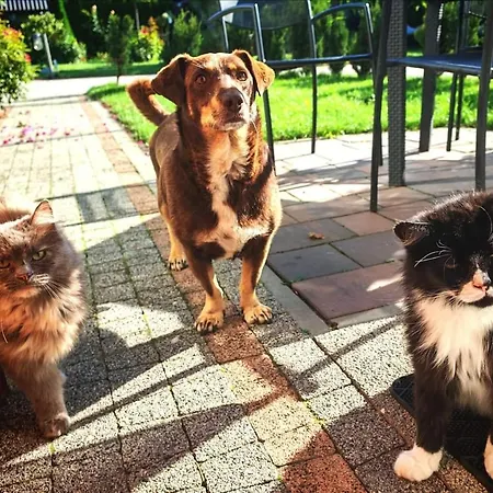 Ostoja Zamek Góra Kalwaria Apartament Czersk