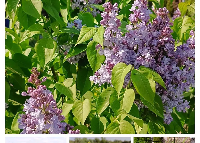 Ostoja Zamek Gora Kalwaria Czersk