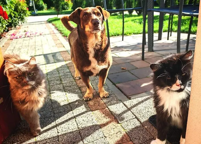 Ostoja Zamek Gora Kalwaria Apartment Czersk